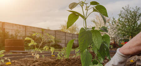 Farmer planting young pepper seedling on beds in the garden with selective focus. Home gardening and horticulture. Organic food without GMOs. banner with copy spaceの写真素材