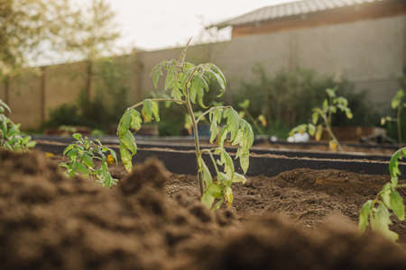 Young tomato seedlings planted in a garden bed inside a greenhouse in a village with selective...