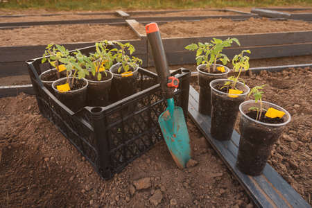 green young tomato seedlings in upcycled plastic containers and garden tools on the ground bed. plants ready to transplantation in sunset light. Organic farming and gardening conceptの写真素材