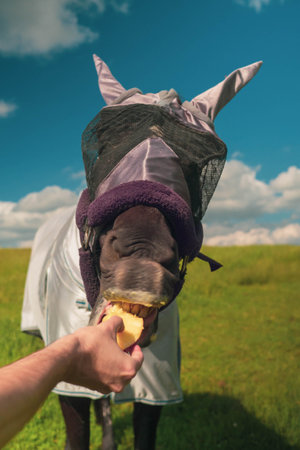 Close up portrait of horse with fly protection mask eating apple on a meadow. hand feeding horse with fruit outdoor. verticalの写真素材