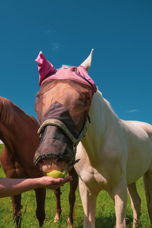 Close up portrait of horse with fly protection mask eating apple on a meadow. hand feeding horse with fruit outdoor. verticalの写真素材