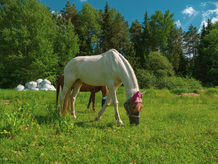 Two horses with fly protection mask grazing on a meadow. Horse eating grass outdoors in anti mosquito equestrian equipment at summerの写真素材
