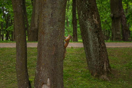 Brown Squirrel casually standing on tree trunk