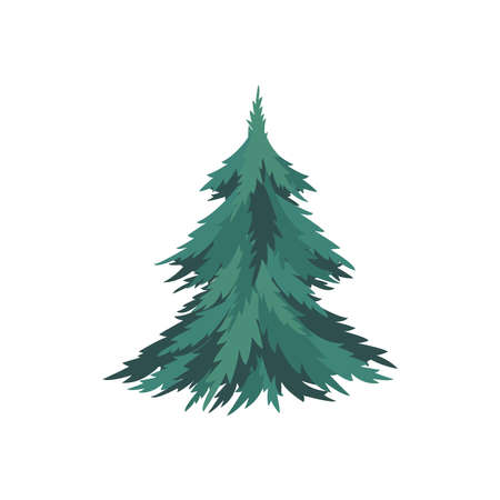 Spruce isolated object on white background. Editable vector illustration.のイラスト素材
