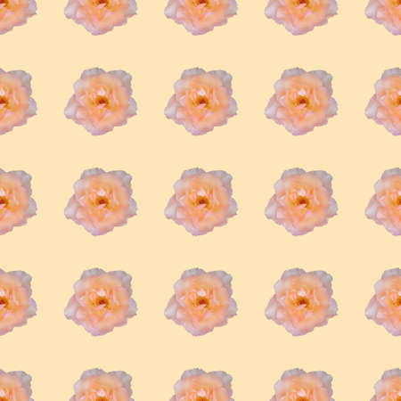 Seamless pattern with roses on yellow background. Photo collage creative design for textile, fashion, wallpaper, web, wrapping paper.の写真素材