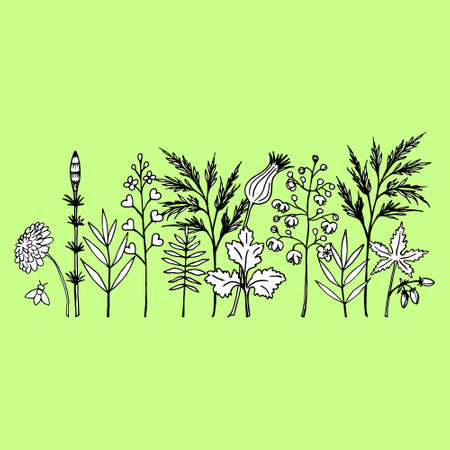 Set of floral elements from wild herbs and flowers, drawing in black outline with white fill.のイラスト素材