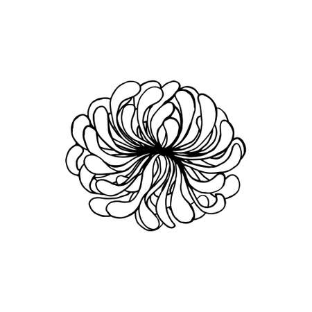Chrysanthemum flowers head element, drawing in black outline with white fill, isolated objects on white background.のイラスト素材