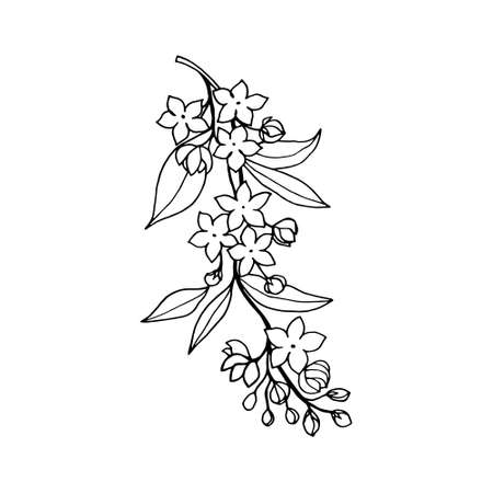 Flowering branch, with flowers of the ornamental jasmine shrub, print with white fill, black outline on a white background.のイラスト素材