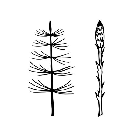 Set of elements field and forest herb horsetail. black outline. Isolated objects on a white background.Vector illustration.のイラスト素材