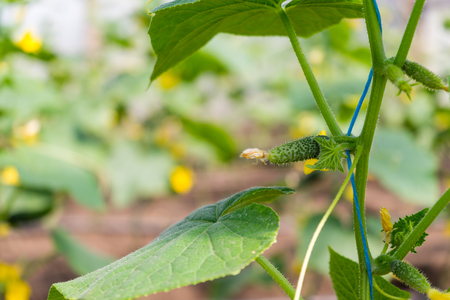 Young green cucumbers hanging on a branchの写真素材