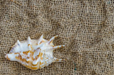Seashells close-up on flax and space for text