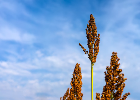 Sorghum against the blue sky close upの写真素材