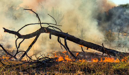 The trees burning from forest fire in the summer of 2016の写真素材