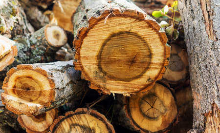 firewood for the heating season Solid fuel
