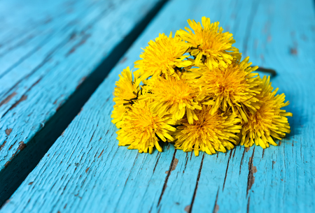 a number of yellow dandelions and blue wooden backgroundの写真素材
