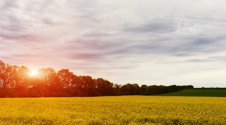 Beautiful landscape field of yellow blossoms of rapeseed Cityscape, dramatic sky with clouds in the backgroundの写真素材