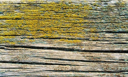 vintage wood background texture with knots and nail holes