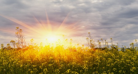Canola field closeup with a blurred blue sea as backgroundの写真素材
