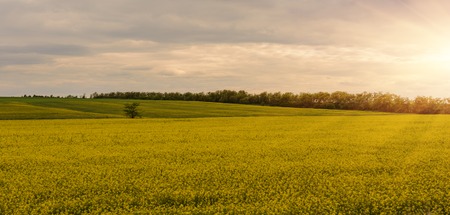 Yellow rapeseed field with trees in the background.