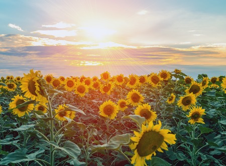 Beautiful sunflowers in the field natural background, Sunflower bloomingの写真素材