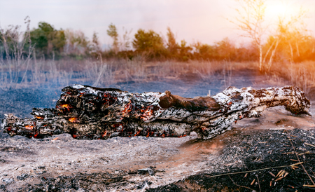 Forest fire. Burned trees after forest fires and lots of smokeの写真素材