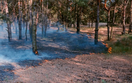 Forest fire. Burned trees after wildfire, pollution and a lot of smoke.の写真素材