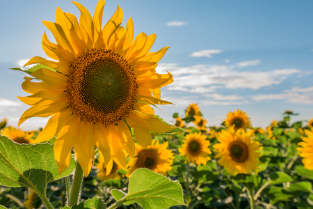 Beautiful sunflowers field on sun set backgroundの写真素材