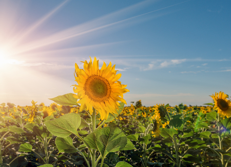 Beautiful sunflowers in the field natural background, Sunflower bloomingの写真素材