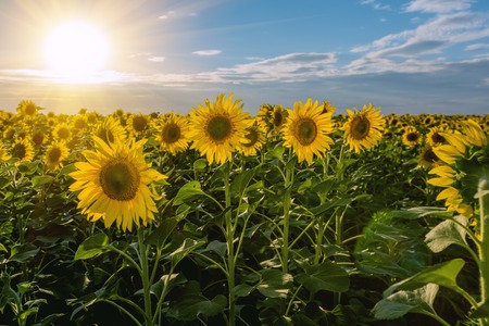 Summer landscape: beauty sunset over sunflowers field.
