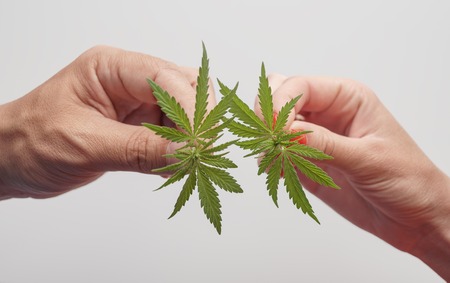 A young hemp and a bush of marijuana. A crop of a cannabis in a human handsの写真素材