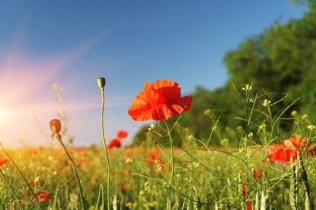 Field of poppies against the setting sun.の写真素材
