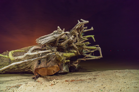 Dead tree on a beach at nightの写真素材