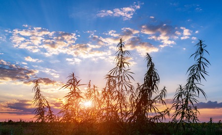 Cannabis in the golden summer light, background of marijuana.の写真素材