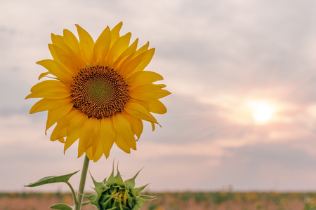 Beautiful sunflowers in the field natural background, Sunflower bloomingの写真素材