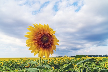 Beautiful sunflowers in the field natural background, Sunflower bloomingの写真素材