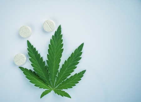 young hemp and a bush of marijuana. a crop of a cannabis of 2018.