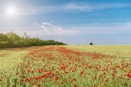 Field of poppies against the setting sun.の写真素材