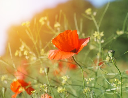 Field of bright red poppy flowers in summer.の写真素材