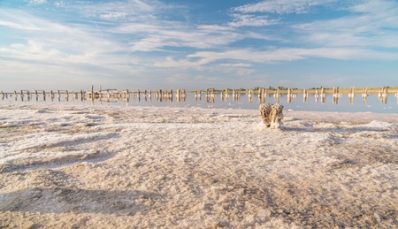 Piece of salt in the pink lake.の写真素材