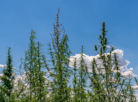 Field of green cannabis, marijuana plants.の写真素材