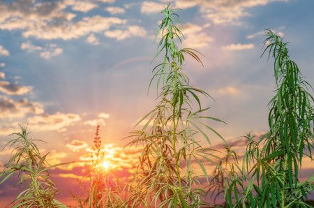 Cannabis leaf, medical marijuana. Cannabis flowers and seeds in green field with back light. Marijuana plant leaves growing high.の写真素材