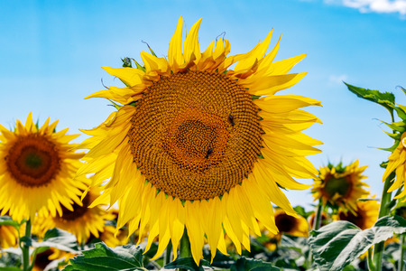 Beautiful sunflowers in the field natural background, Sunflower bloomingの写真素材