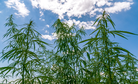 Cannabis field with wildflowers in the background blue sky.の写真素材