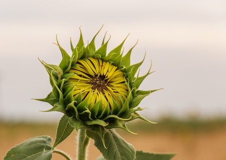 Beautiful sunflowers in the field natural background, Sunflower bloomingの写真素材