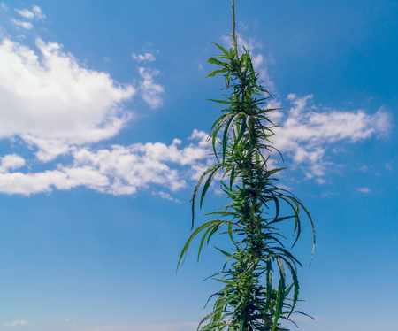 Marijuana, cannabis, flowering plant as medicinal medicine, grass in sunset sunlightの写真素材