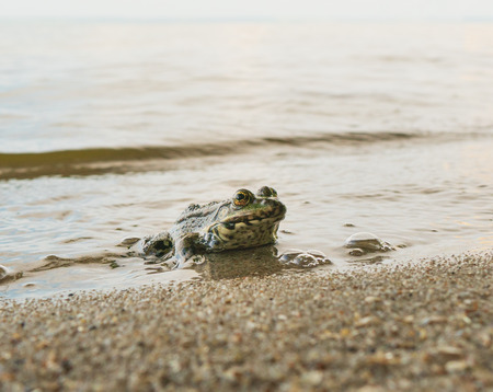 Frog sitting on the banks of the river and looks into the camera on a sunny day. Toad sits with a...