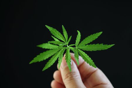 Young fresh sheet of marijuana in male hand on a black background. Dark background with place for...