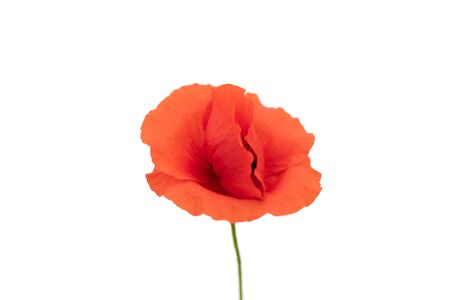Wild red poppy on a white background. Bright and juicy flower, the seeds of which are widely used in medicine and food industry.の写真素材