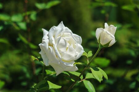 White roses in garden - closeup. Fully open white rose with bud alongside shot in a rose garden.の写真素材