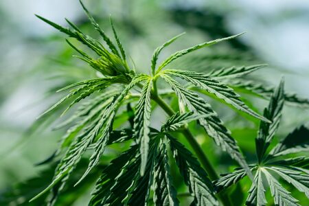 A branch of hemp bush close-up. Shrub young hemp on a bright summer day. Cannabis is a standoff...